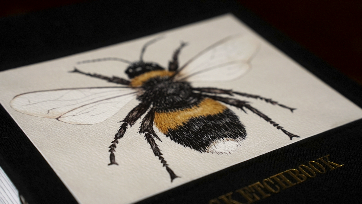 Bumblebee Sketchbook