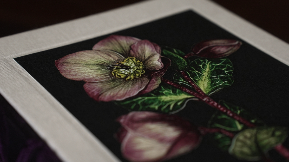 Hellebore Journal